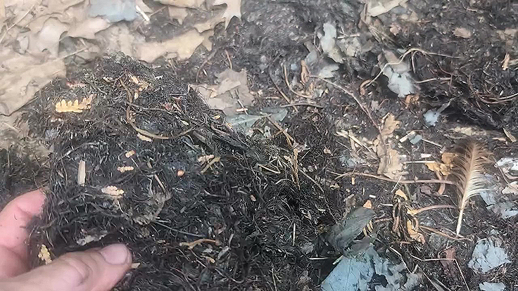 Plantes aquatiques digérées par le sol