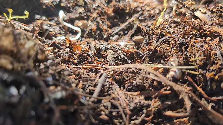 Champignons et moisissures lors de la décomposition