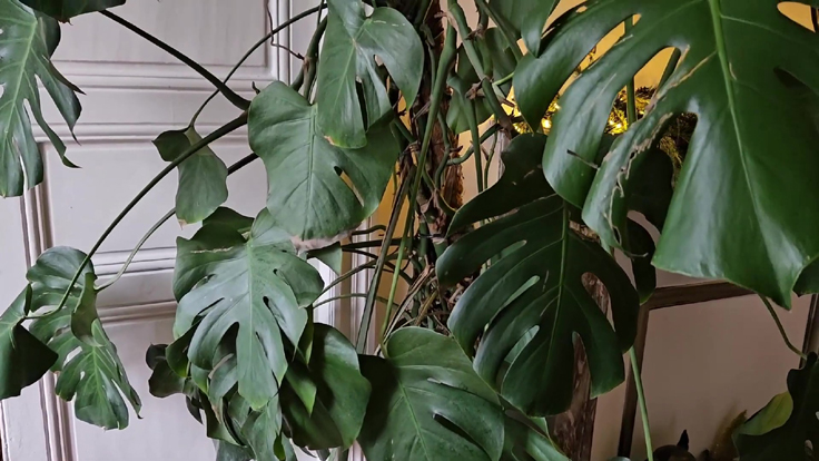 Monstera deliciosa