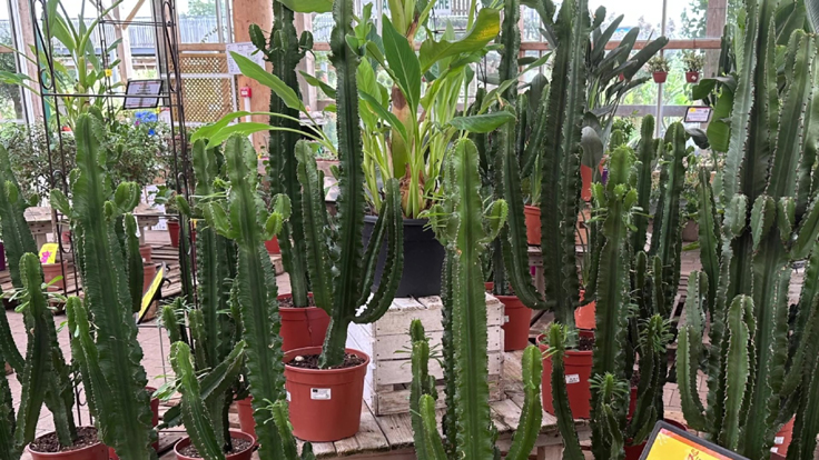 L'Euphorbia eritrea un cactus de grande taille