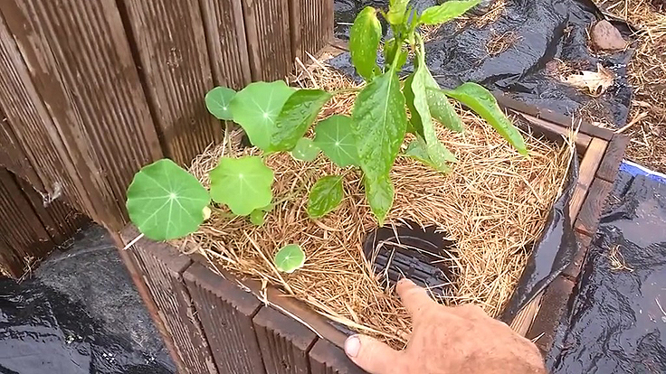 Dispositif d'arrosage Logissol-O