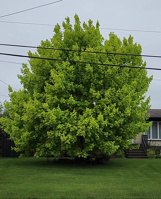 Érable de Norvège (Acer platanoïdes)