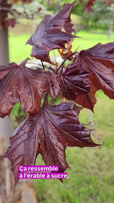 Érable de Norvège 'Crimson King' (Acer platanoides 'Crimson King')