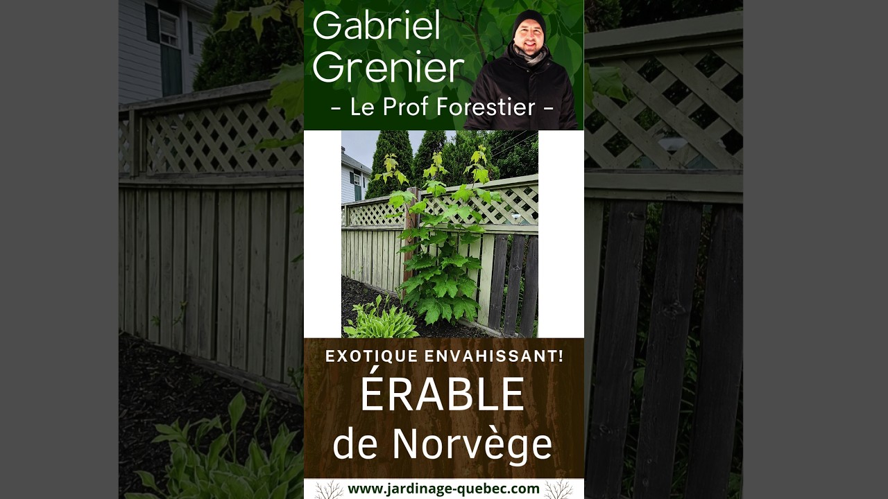 Pourquoi l'érable de Norvège menace les forêts du Québec