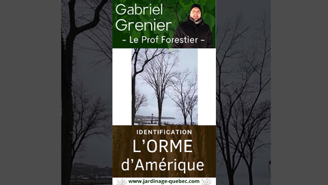 Orme d'Amérique : comment identifier le géant disparu des forêts du Québec