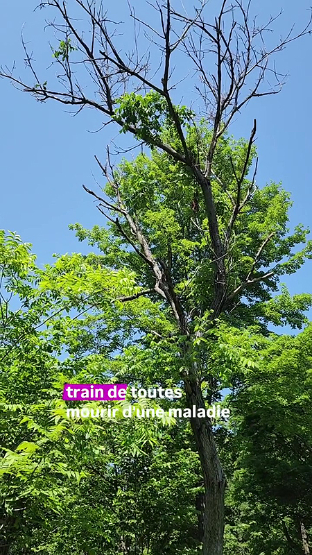Le chancre du noyer cendré une maladie exotique