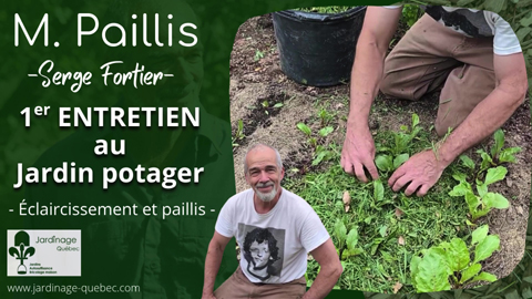 Premier entretien au jardin potager - Carottes et betteraves