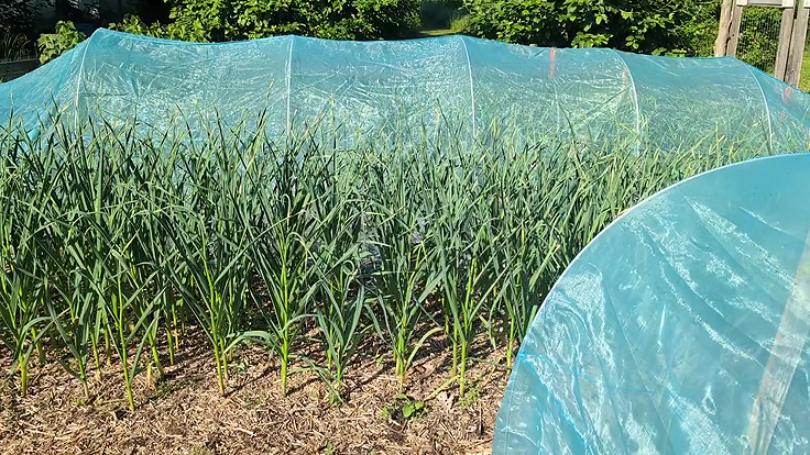 Des filets anti-insectes retirés des rangs de plants d'ail