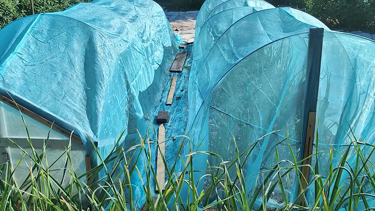 Oignons et poireaux toujours sous protection des filets
