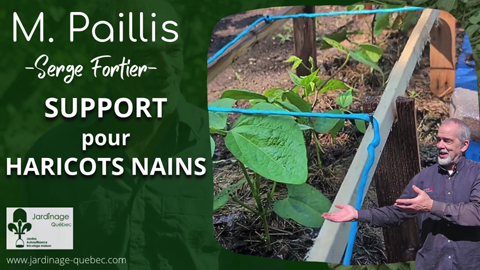 Support pour haricots nains facile à fabriquer pour améliorer la récolte au potager