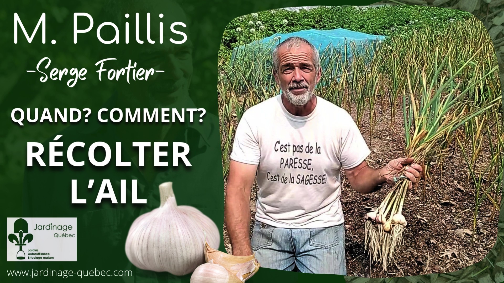 QUAND RÉCOLTER L'AIL? LE MEILLEUR MOMENT POUR UNE CONSERVATION PARFAITE TOUT L'HIVER