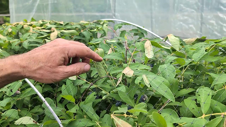 Vérification pour valider si les camerises sont mûres avant la récolte