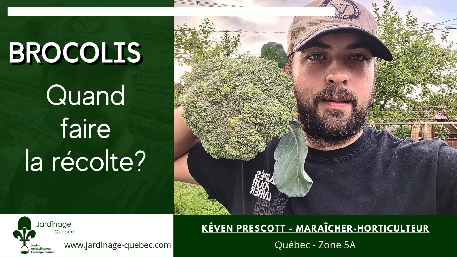 Quand récolter les brocolis