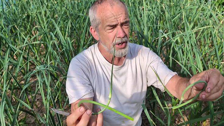 Quand la fleur d'ail est-elle prête pour la récolte?