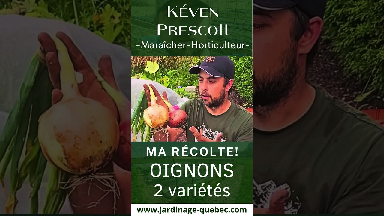 RÉCOLTER ET CONSERVER LES OIGNONS AU POTAGER : CULTURE, FERTILISATION ET CONSEILS DE KÉVEN PRESCOTT