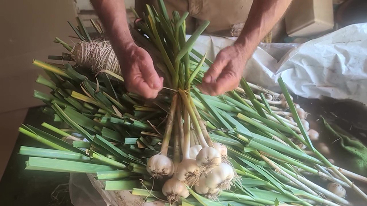 Attacher les plants d'ail en paquets
