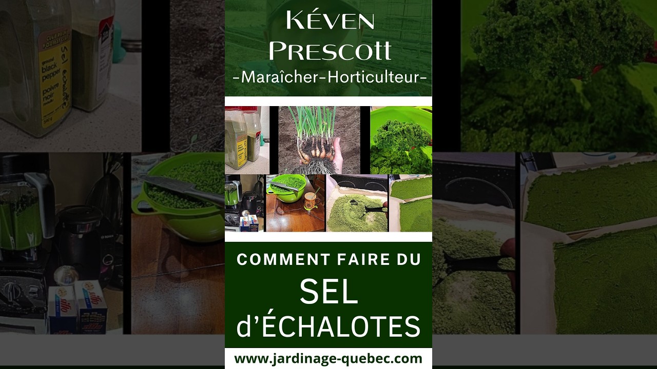 Récolter l'échalote Sainte Anne et fabriquer un sel d'échalote maison