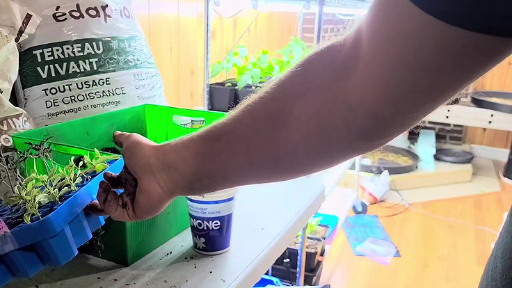 Les semis de tomates prêts à être rempotés