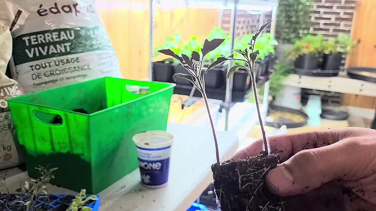 Plantules de tomates et leur système racinaire