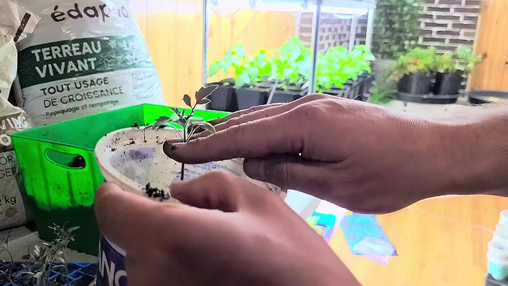 Rempotage des plants de tomates