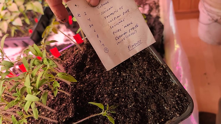 Truc pour identifier ses tomates lors du repiquage