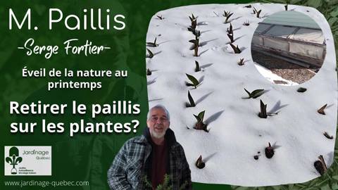 Éveil de la nature et retirer du paillis au printemps