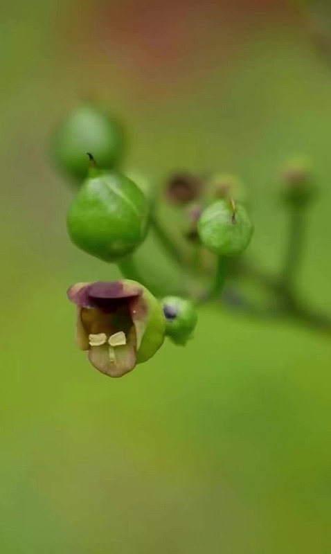 Bouton de fleur de la Scrofulaire noueuse