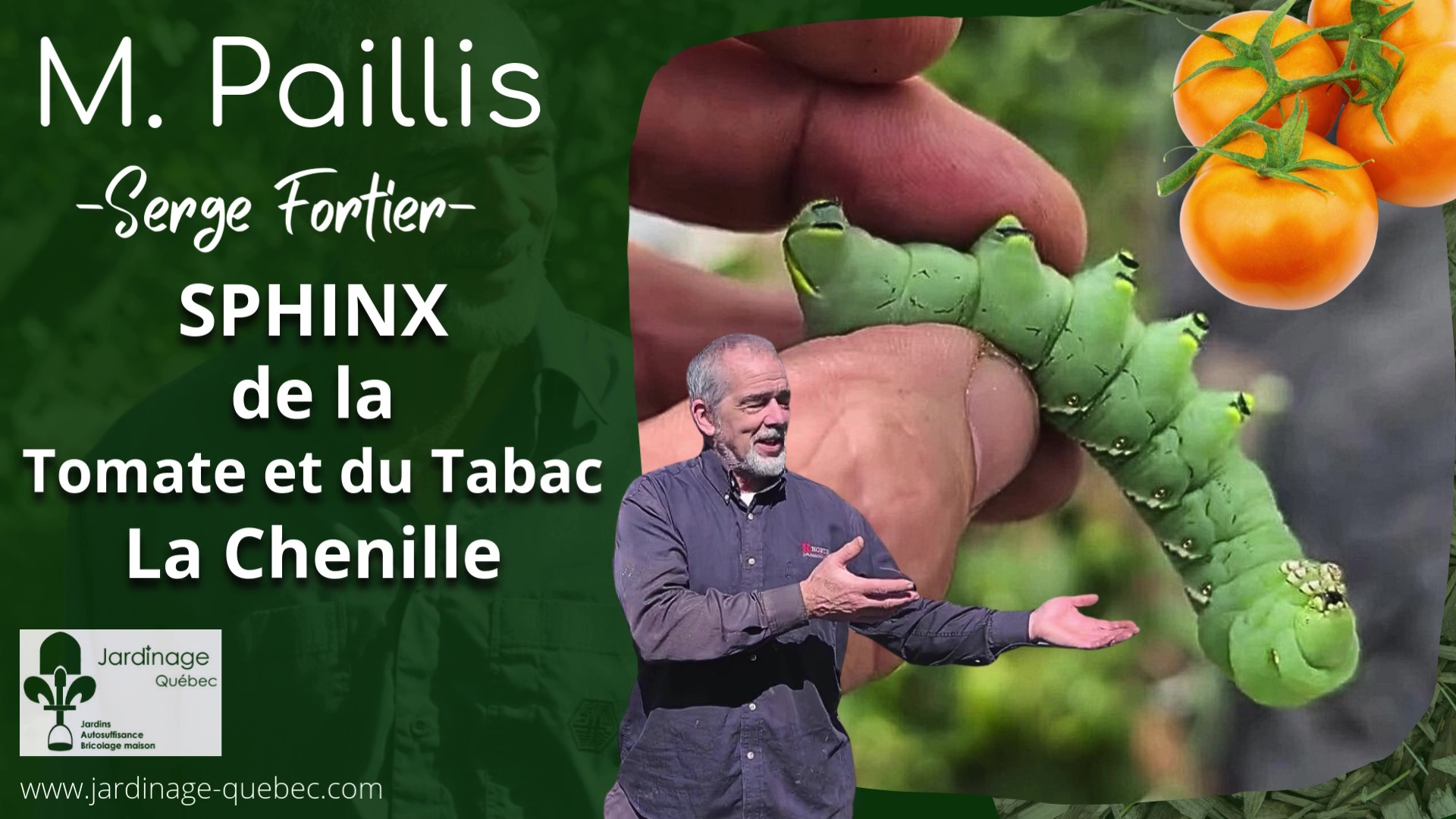 Sphinx du Tabac ou Sphinx de la Tomate - La Chenille au jardin