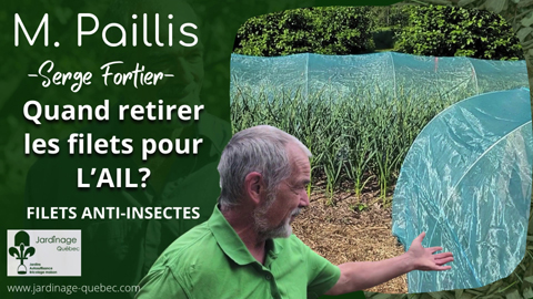 Quand enlever les filets sur l'ail pour éviter la teigne du poireau