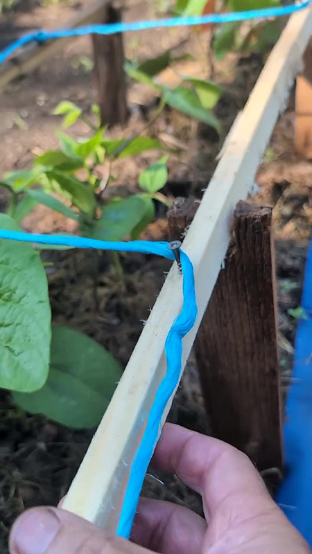 Cordage des supports à haricots nains