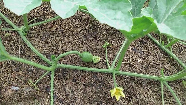 On peut aussi stimuler la fructification des plants de melon avec la taille