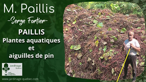Paillis de plantes aquatiques et d'aiguilles de pin