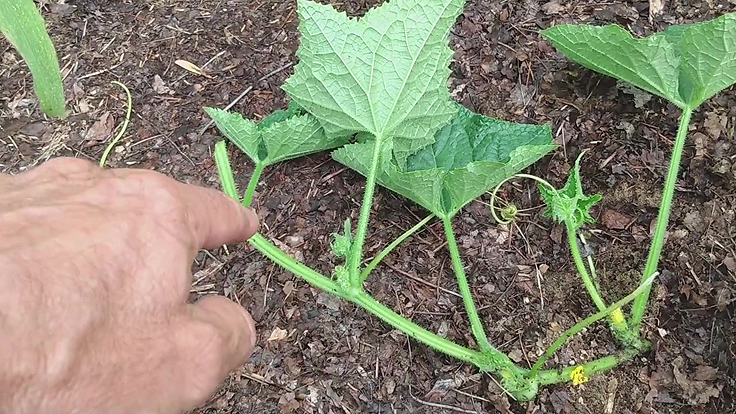 La tige principale d'un plant de concombre une fois taillée