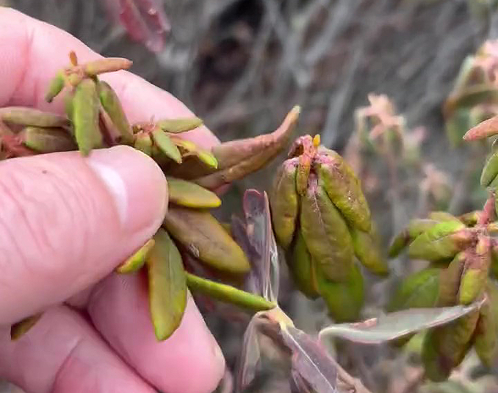 Feuilles du Thé du Labrador