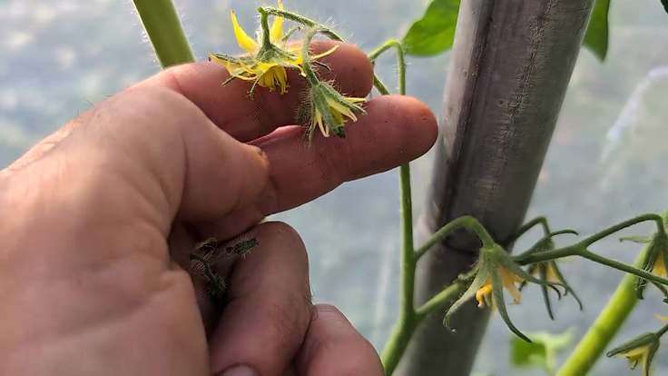 Retirer les fleurs de tomate excédentaires