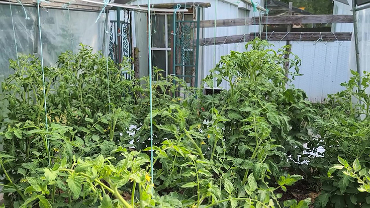Tomates sous abri