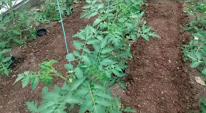 Développement du feuillage quand l'énergie ne va pas aux fruits