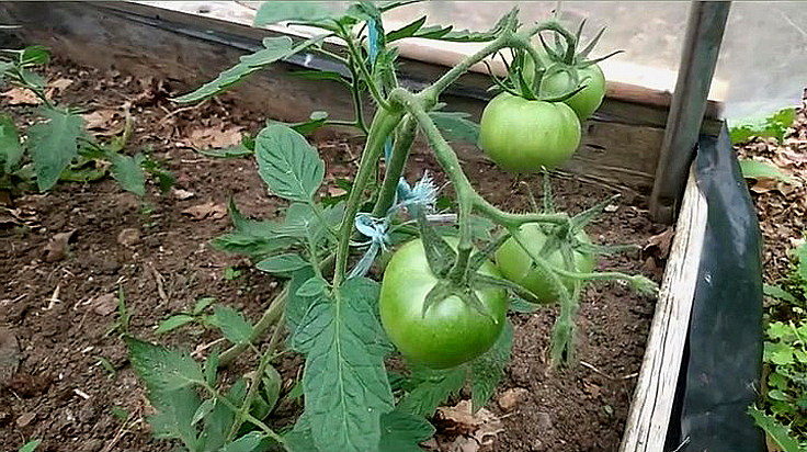 Premiers fruits d'un plant de tomate