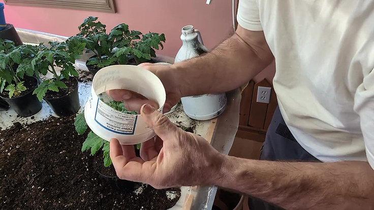 Tomates Red Robin - Renchausser sans rempoter pour plus de rendement