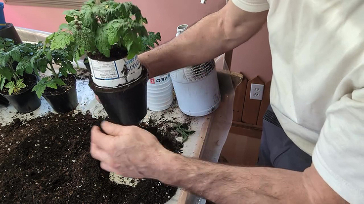 Engrais pour tomates