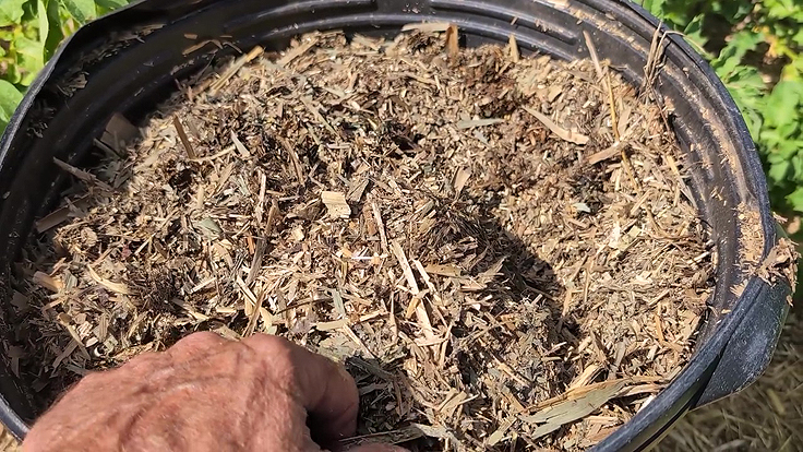 Phragmite broyé en paillis