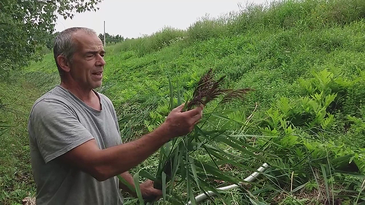 Serge Fortier fauche la phragmite depuis plusieurs années