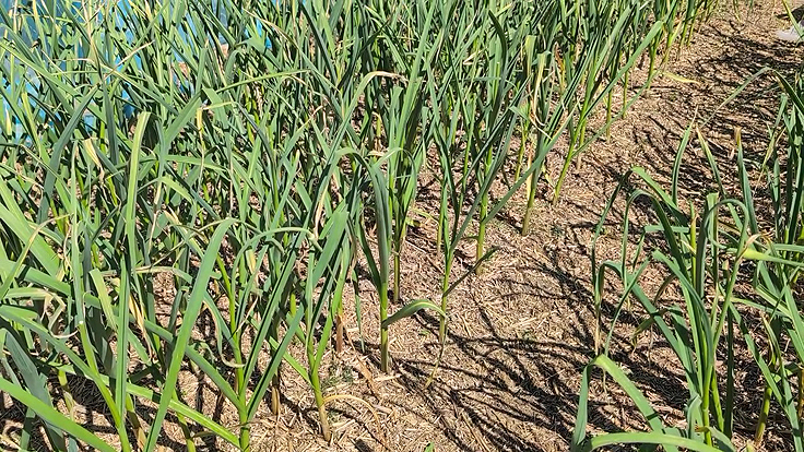 Serge fortier utilise le paillis de phragmite dans son jardin depuis plusieurs années
