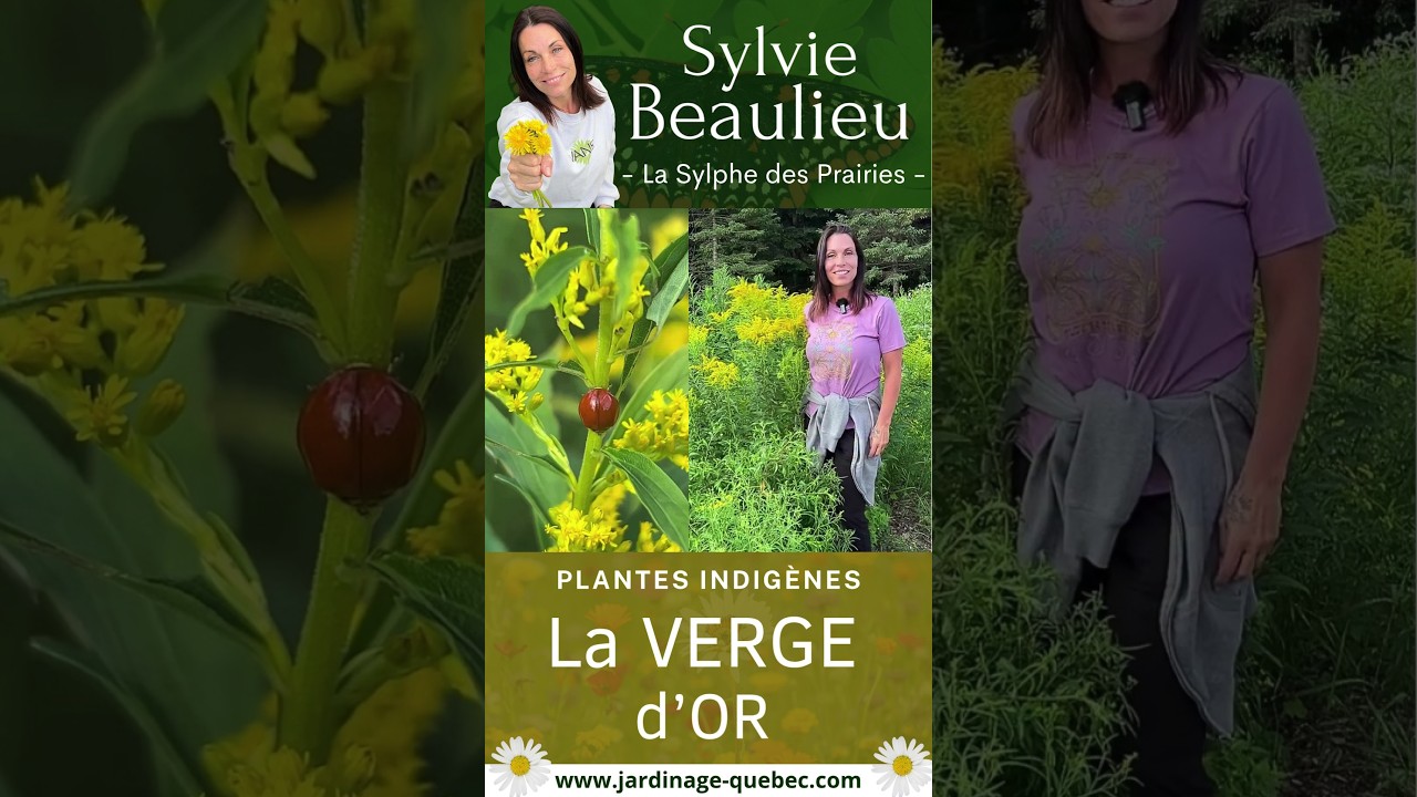 VERGE D’OR : POURQUOI CETTE PLANTE INDIGÈNE EST ESSENTIELLE AUX POLLINISATEURS