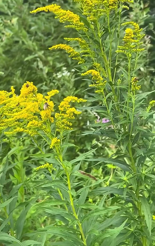 Verge d'Or - Solidago canadensis