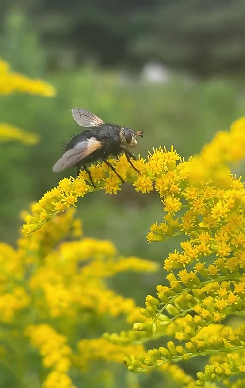 Une mouche sur les fleurs dorées de la Verge d'Or