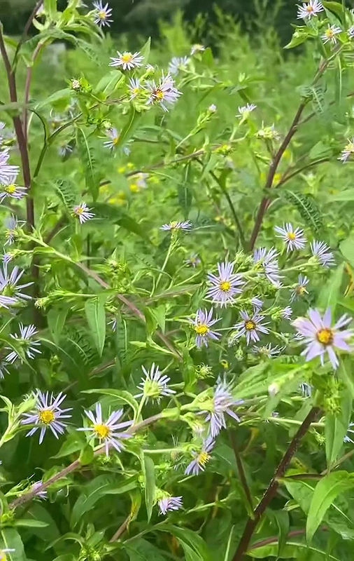 Les asters indigènes d’excellents compagnons des verges d’or