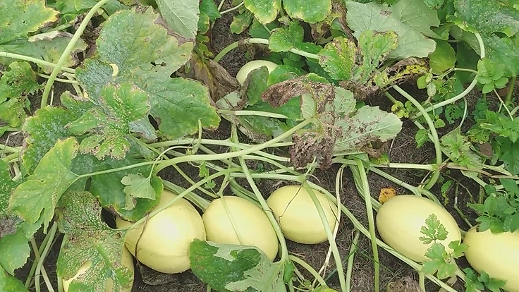Melons