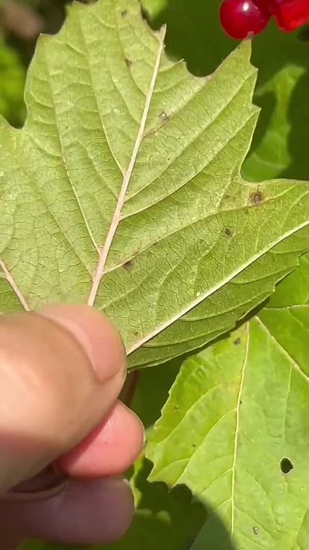 Feuillage de la Viorne Trilobée ou Pimbina