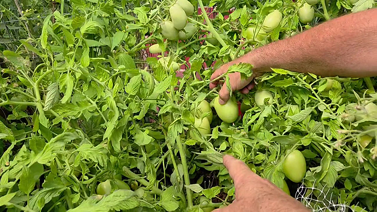 Des tomates italiennes San Marzano cultivées en serre